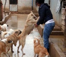 على الرغم من استجابة وزارة الزراعة .. جمعية لإنقاذ الحيوانات تهدد بإفلات 3000 كلب و500 قطة في الشوارع!!