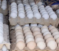 135 مليون بيضة مائدة و7000 طن حليب متوقع إنتاجها العام القادم