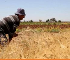 "الفاو" توضّح أسباب انخفاض إنتاج الحبوب في سورية