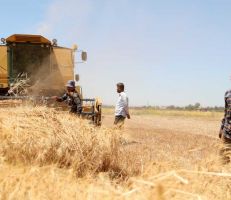 وزارة الزراعة: السماح للفلاحين بزراعة محصول القمح على حساب كافة المحاصيل