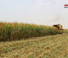 تواصل حصاد محصول الذرة الصفراء في ريف حلب الشرقي مع توقعات بأن يبلغ الإنتاج 260 ألف طن