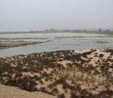 لأول مرة منذ سنوات...هطولات مطرية غزيرة تتسبب بتضرر المحاصيل الزراعية في دير الزور