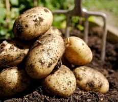 نحو 117 ألف طن تقديرات إنتاج البطاطا للعروة الخريفية