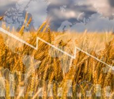 الغذاء والتضخم: شح إمدادات الحبوب والبذور الزيتية سيُبقي الأسعار مرتفعة في 2023