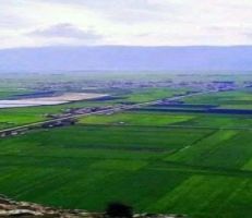 خبير زراعي يطالب الحكومة بالاستثمار في الزراعة التي تؤمن السلة الغذائية للمواطن السوري