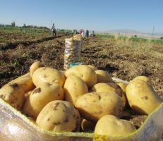 خبير زراعي يحذر من ارتفاع سعر البطاطا كالبصل في الأشهر القادمة ويطالب السورية للتجارة بتخزينها