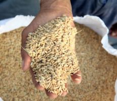 الهند تمدد قيود تصدير الأرز للسيطرة على الأسعار المحلية