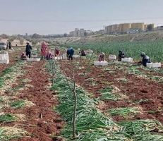 وزارة الزراعة: إنتاج البصل الفريك أصبح في الأسواق بكميات تلبي الاحتياجات