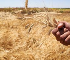 خبير اقتصادي : هدف من يقوم بوضع تسعيرة استلام القمح هو القضاء على هذه الزراعة وتحويل الفلاح لموظف يعمل في أرضه باجر زهيد!