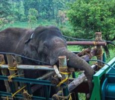 الإمساك بفيل محب للأرز في الهند بعد تسببه بمقتل ستة أشخاص (صور)