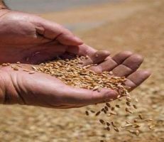 خبير اقتصادي يطالب بتحرير سعر القمح وإيقاف دعم الحكومة الوهمي للفلاح