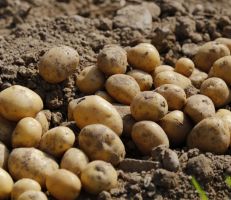 تقديرات أولية بإنتاج نحو 60 ألف طن من محصول البطاطا للعروة الربيعية بطرطوس