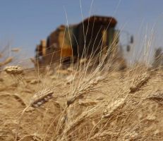 مؤسسة الحبوب: مخزون القمح يغطي حاجة سورية من مادة الخبز