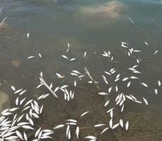نفوق أسماك في اللاذقية.. ومدير الثروة السمكية يكشف السبب