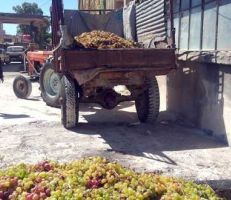 بدء استقبال العنب العصيري الأبيض في الشركة السورية لتصنيعه بالسويداء
