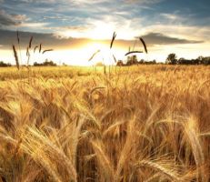 هيئة تطوير الغاب: زيادة 7 آلاف هكتار على خطة زراعة القمح الموسم المقبل