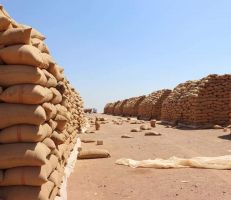 تزويد المصارف الزراعية بحماة بأكثر من سبعة آلاف طن من بذار القمح