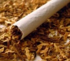 خبير زراعي : التبغ السوري الخامس عالمياً من ناحية الجودة