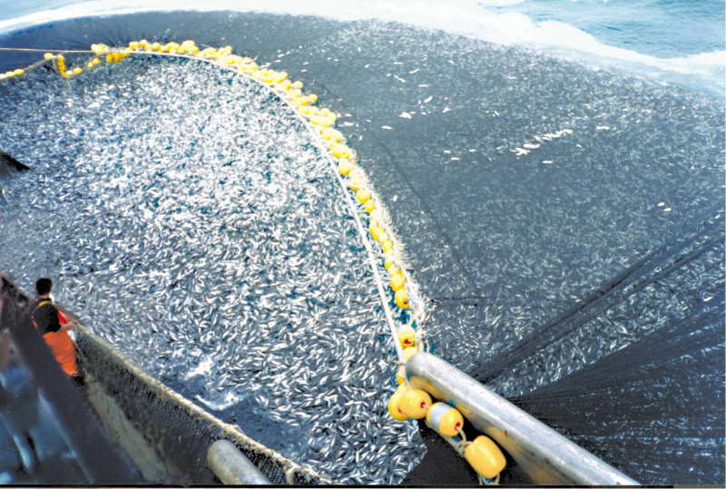 "غرينبيس" صادرات زيت السمك تهدد الملايين من الأفارقة