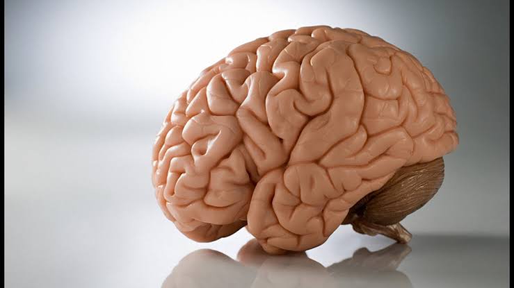 "دراسة" يمكن البقاء على قيد الحياة بنصف مخ فقط