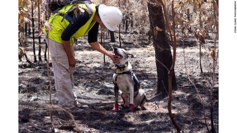 كلب اسمه " بير" يساعد في إنقاذ حيوانات الكوالا من حرائق الغابات بأستراليا