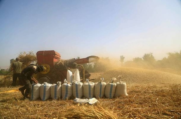 استلام أكثر من 18 ألف طن من القمح في مراكز استلام الحبوب بحلب خلال /5/أيام
