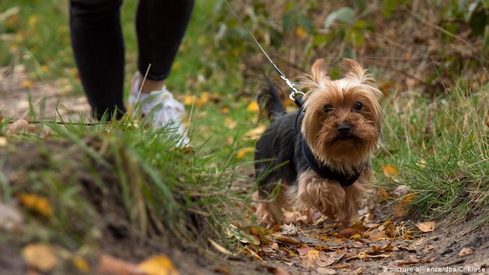قواعد جديدة ترغم أصحاب الكلاب في ألمانيا على أخذها للتنزه مرتين يومياً