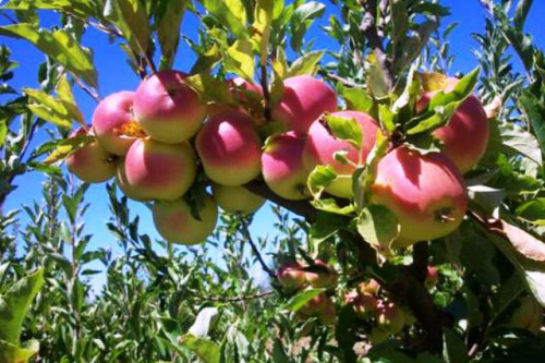 ضعف التسويق يثير مخاوف مزارعي التفاح في السويداء