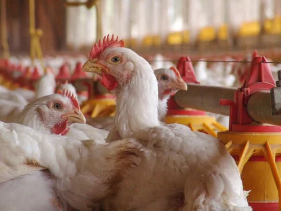وزارة الزراعة: خطة عمل لمعالجة واقع قطاع الدواجن وتوفير البيض ولحوم الدجاج في السوق بأسعار مقبولة