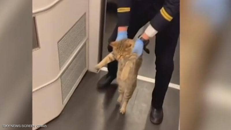 موظف في قطار صيني يطرد قطة بدون تذكرة