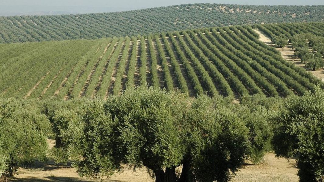 رئيس مجلس إدارة غرفة زراعة دمشق وريفها: ٢٥% هي نسبة أشجار الزيتون المزروعة في محافظتي طرطوس واللاذقية وخروجها لن يؤثر بشكل كبير على الأسواق