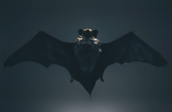 دراسة تكشف أن الخفافيش تمتلك القدرة على التنبؤ بالمستقبل