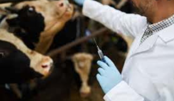 مديرية زراعة حماة حملة تنفذ حملة لتلقيح الأبقار ضد مرض الحمى القلاعية