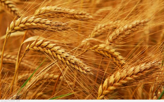 "الزراعة" تأمين كميات كبيرة من الأسمدة وتدعو لزراعة كل شبر من القمح