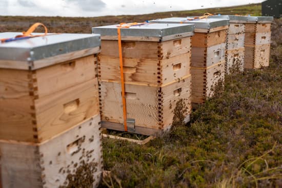 أكثر من 100 طن من العسل إنتاج حمص للموسم الحالي