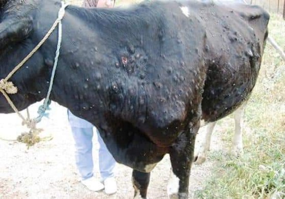 تلقيح الأبقار بالغاب ضد الجدري بلقاح يستخدم لأول مرة