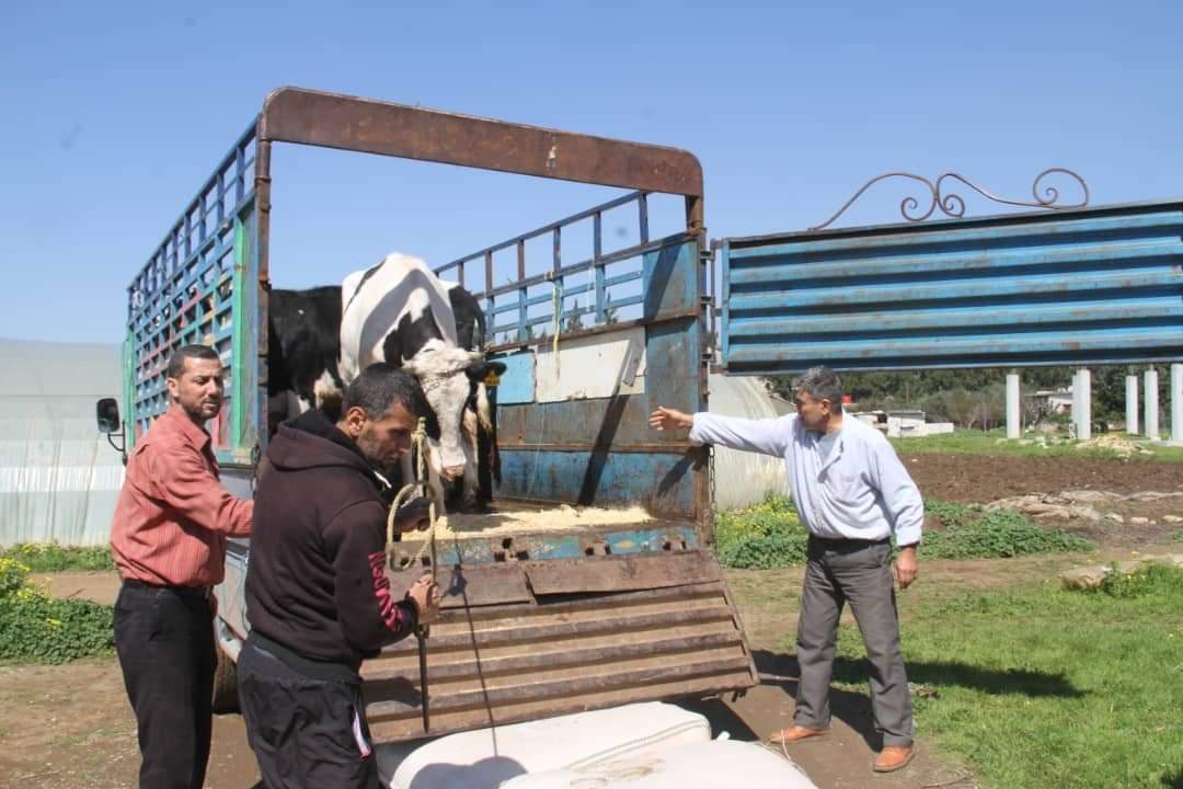 محافظة طرطوس تبدأ بتعويض مربي الأبقار الذين نفقت أبقارهم بسبب مرض الجدري (صور)