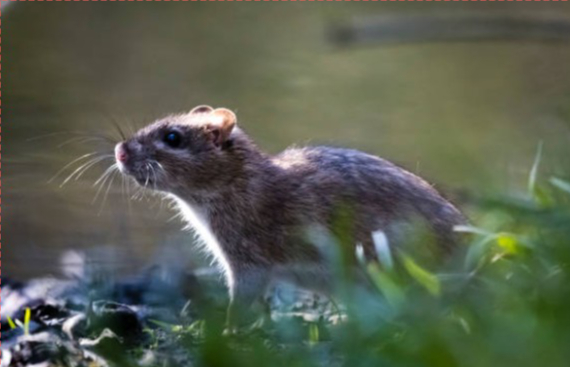 السويداء: انتشار فأر الحقل يثير مخاوف مزارعي القمح والشعير