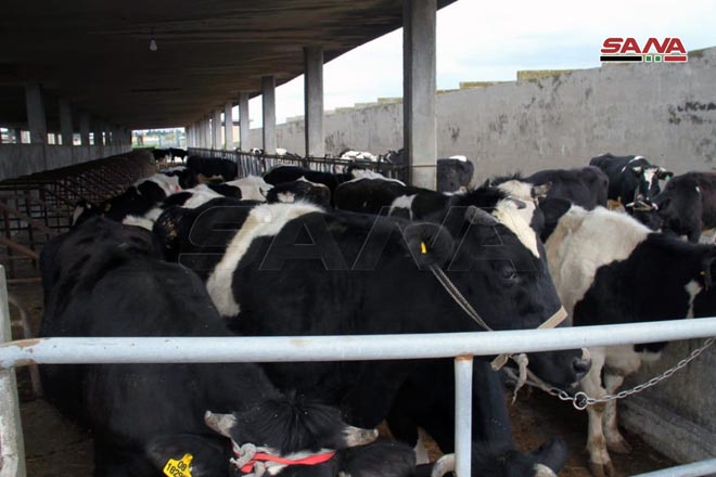 طرطوس: توزيع دفعة جديدة من المواشي على المربين المتضررين من جدري الأبقار