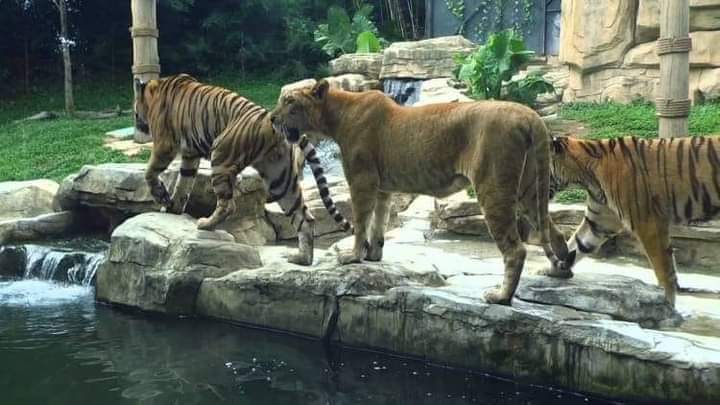 إعادة افتتاح حديقة الحيوانات في العدوي بـدمشق.. و5 آلاف زائر في أيام العطل