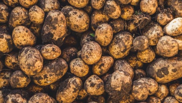 درعا: بدء جني محصول البطاطا وتقديرات بإنتاج 60 ألف طن
