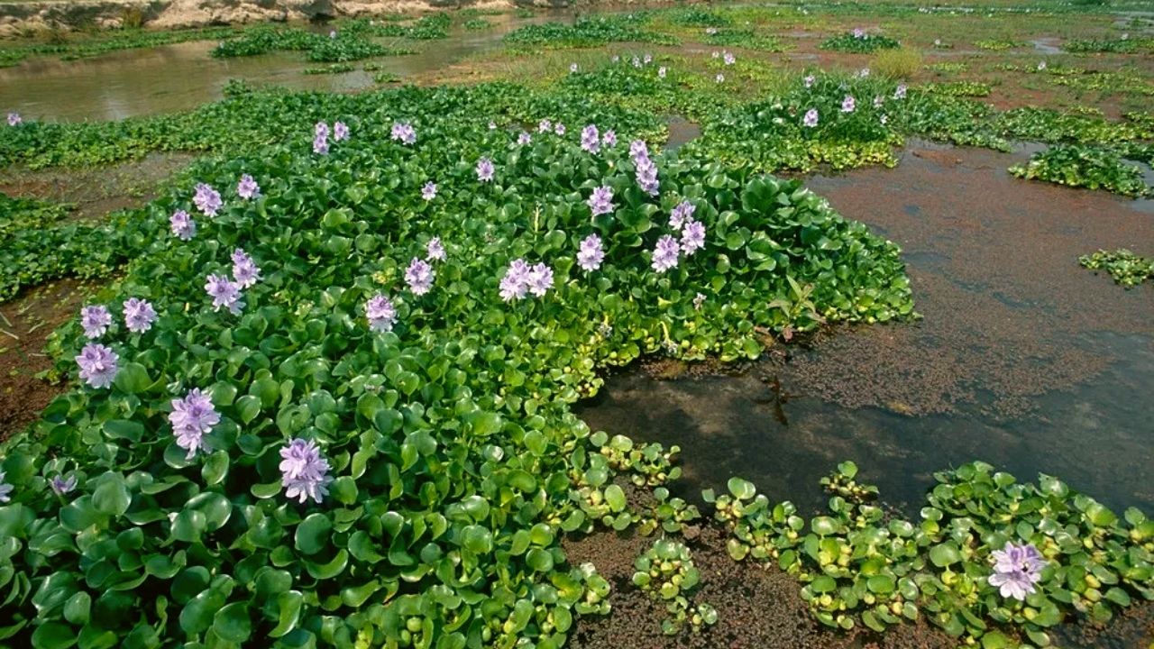 مديرية زراعة اللاذقية تحذر من خطر زهرة النيل الكارثي على البيئة المائية