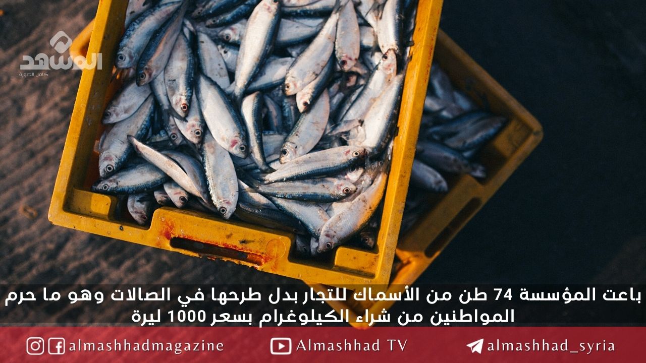 تقرير تفتيشي يكشف حالة فساد .. السورية للتجارة باعت عشرات أطنان السمك للتجار بدل المواطنين