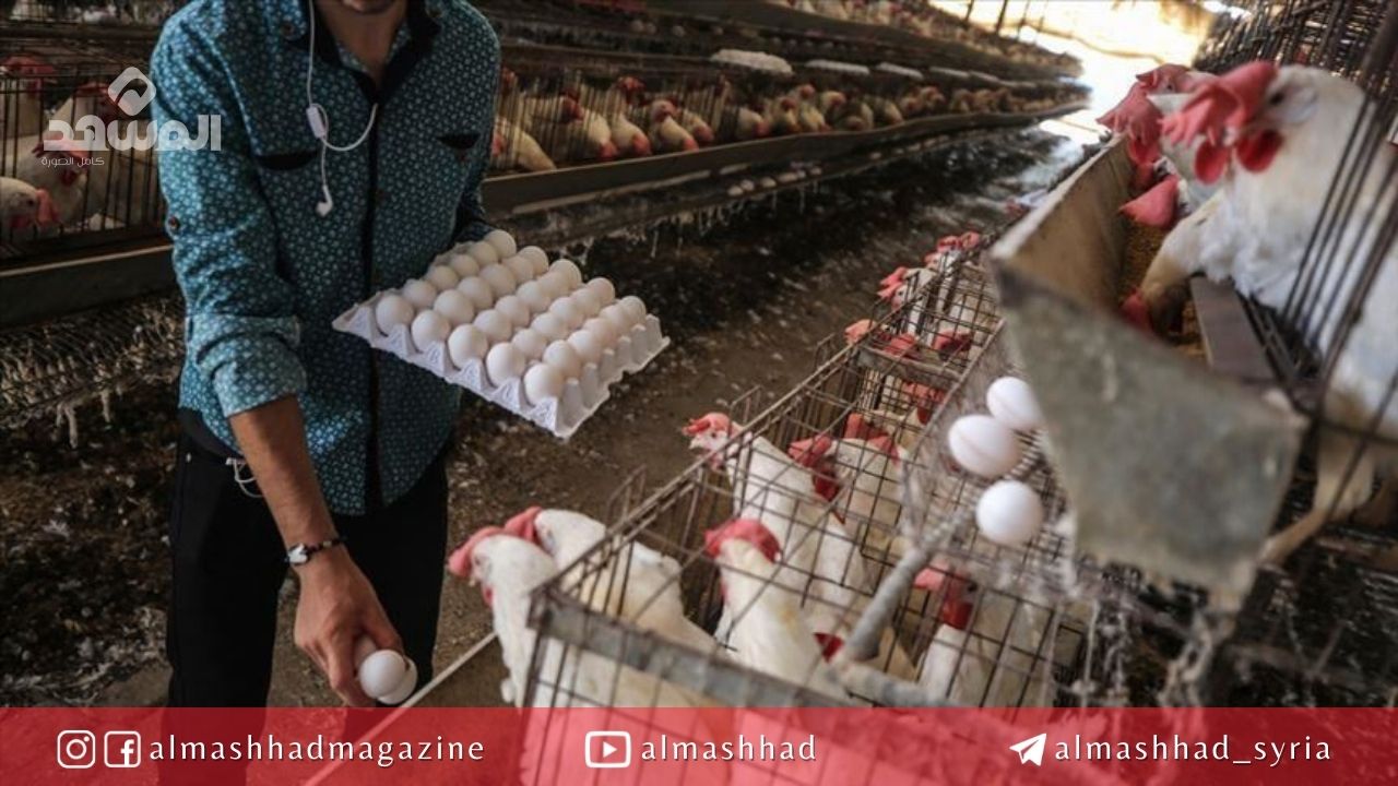 خبير مصرفي يقترح حلاً لوقف ارتفاع أسعار بيض المائدة ولحم الفروج