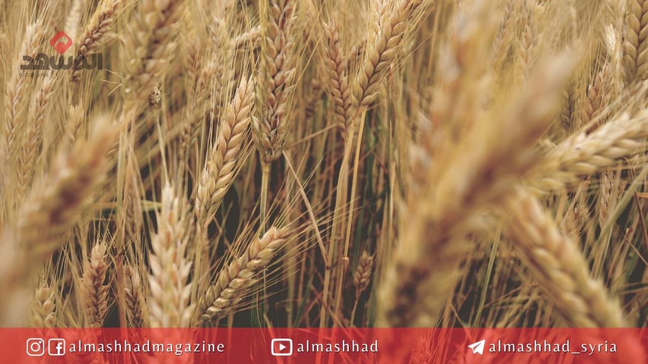 وزير الاقتصاد: سورية تحتاج أكثر من 1.5 مليون طن من القمح سنوياً