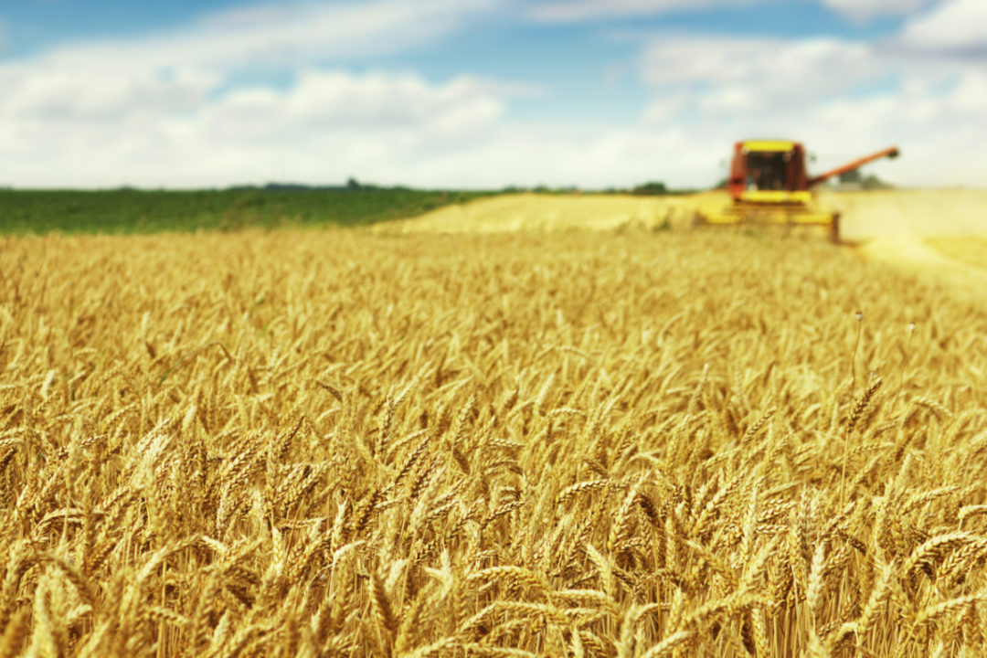 بعد مخاوف من اضطراب الإمدادات بسبب الحرب في أوكرانيا: أسعار القمح ترتفع  للحد الأقصى