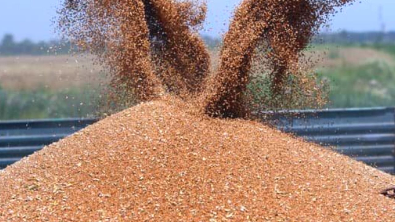 الصين لن تفرج عن أي كمية من احتياطيات الحبوب لإنقاذ السوق الأوروبية