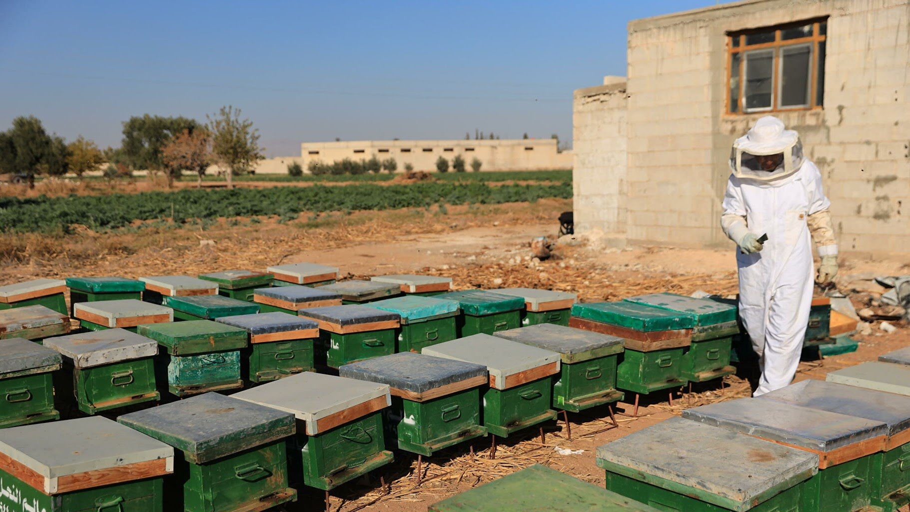 تحسن ملحوظ في إنتاج العسل السوري واتفاقيات لتصديره إلى الإمارات والعراق والأردن ولبنان