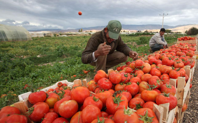 رئيس غرفة زراعة درعا يطالب بإجراءات عاجلة لانقاذ موسم البندورة