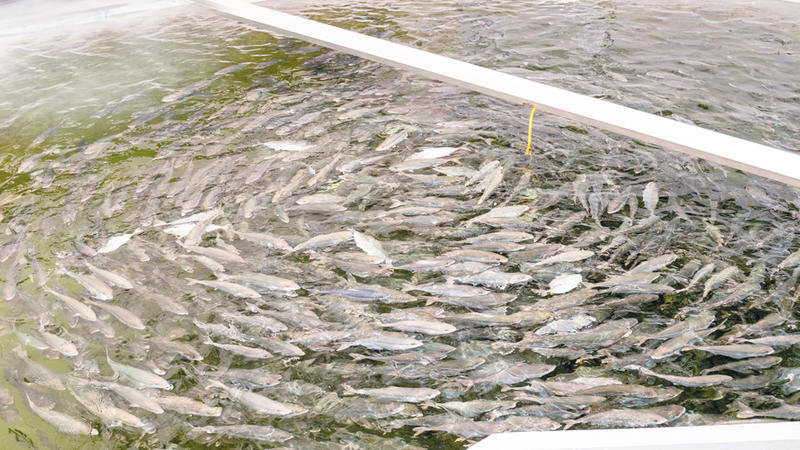 الحكومة توافق على تنفيذ مشروع مزارع الأسماك الأسرية الصغيرة لعامي 2022 - 2023